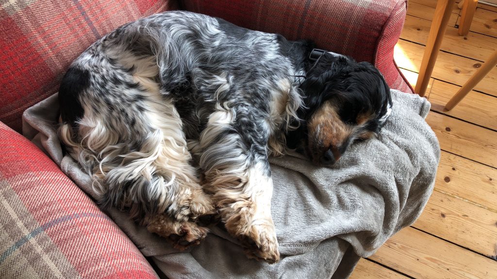 Sleeping cocker spaniel on an armchair - Working from Home Tips